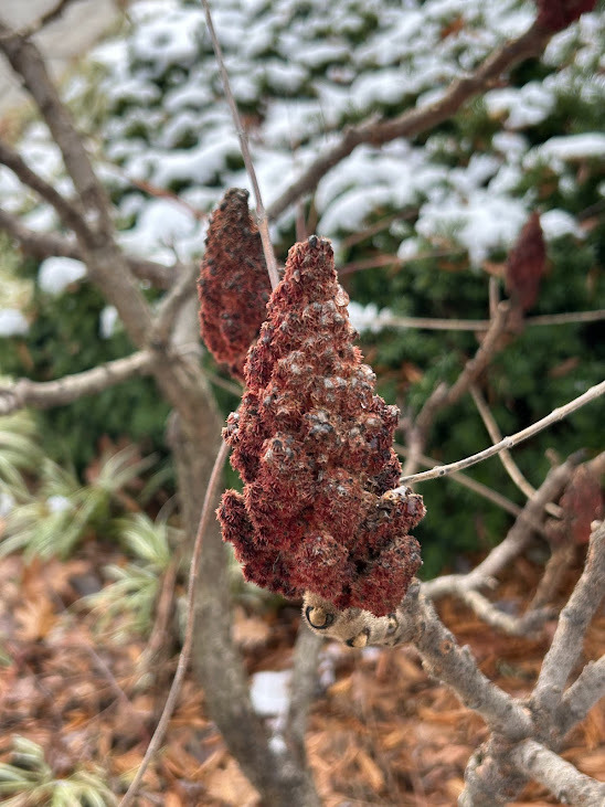 sumac seed head